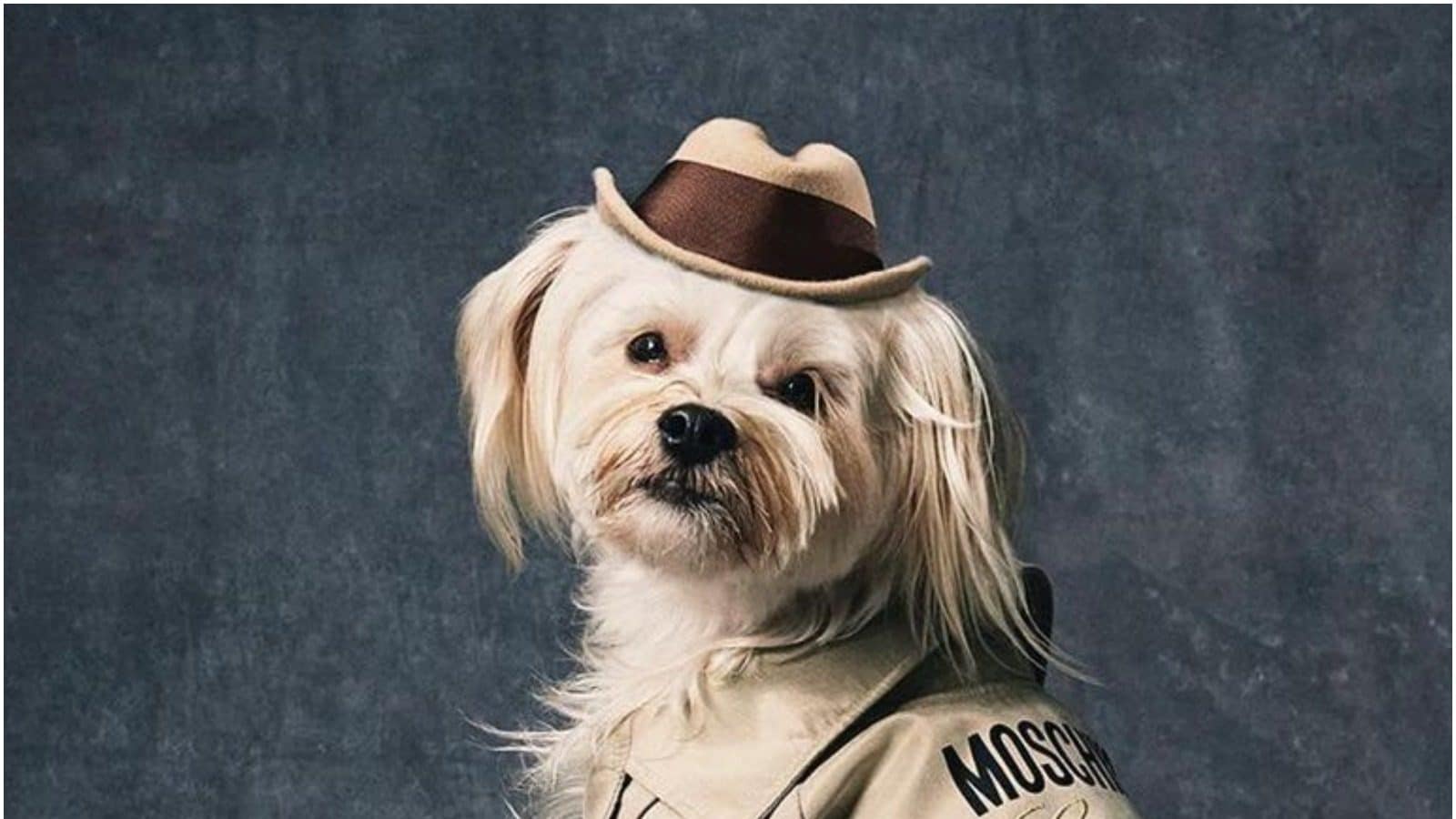 Moschino Launches Pet Line for the Uber Fashionable Dogs – News18