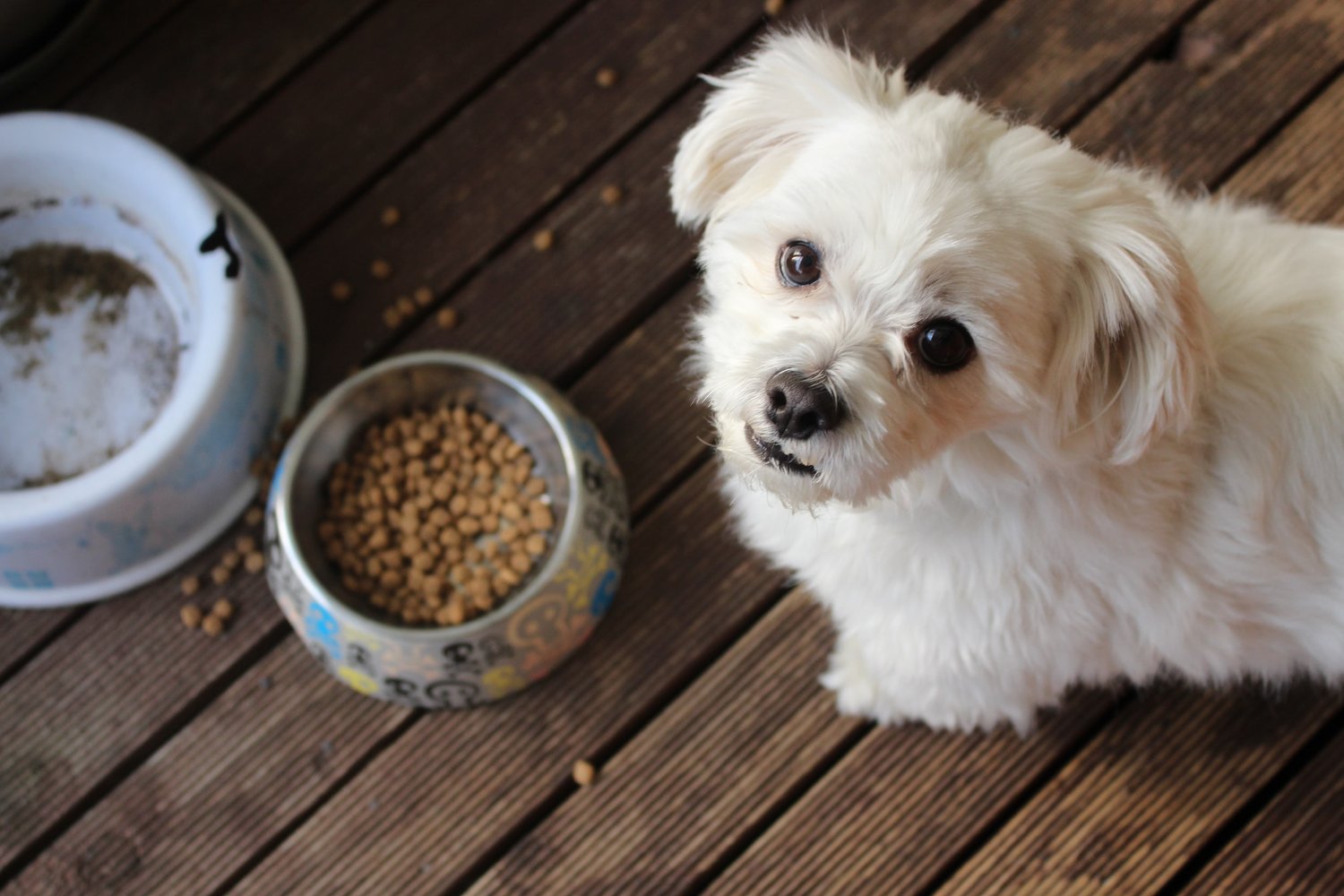 Vegan diets for dogs may be linked with better health ? – Vet Candy