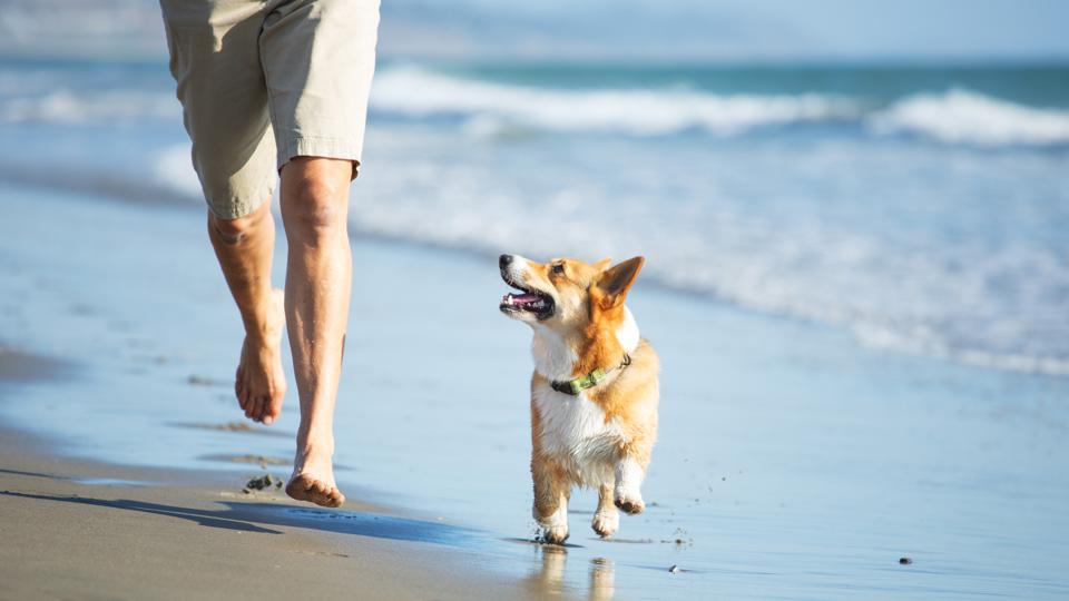 Best Pet Insurance In California (CA) 2022 – Forbes Advisor – Forbes