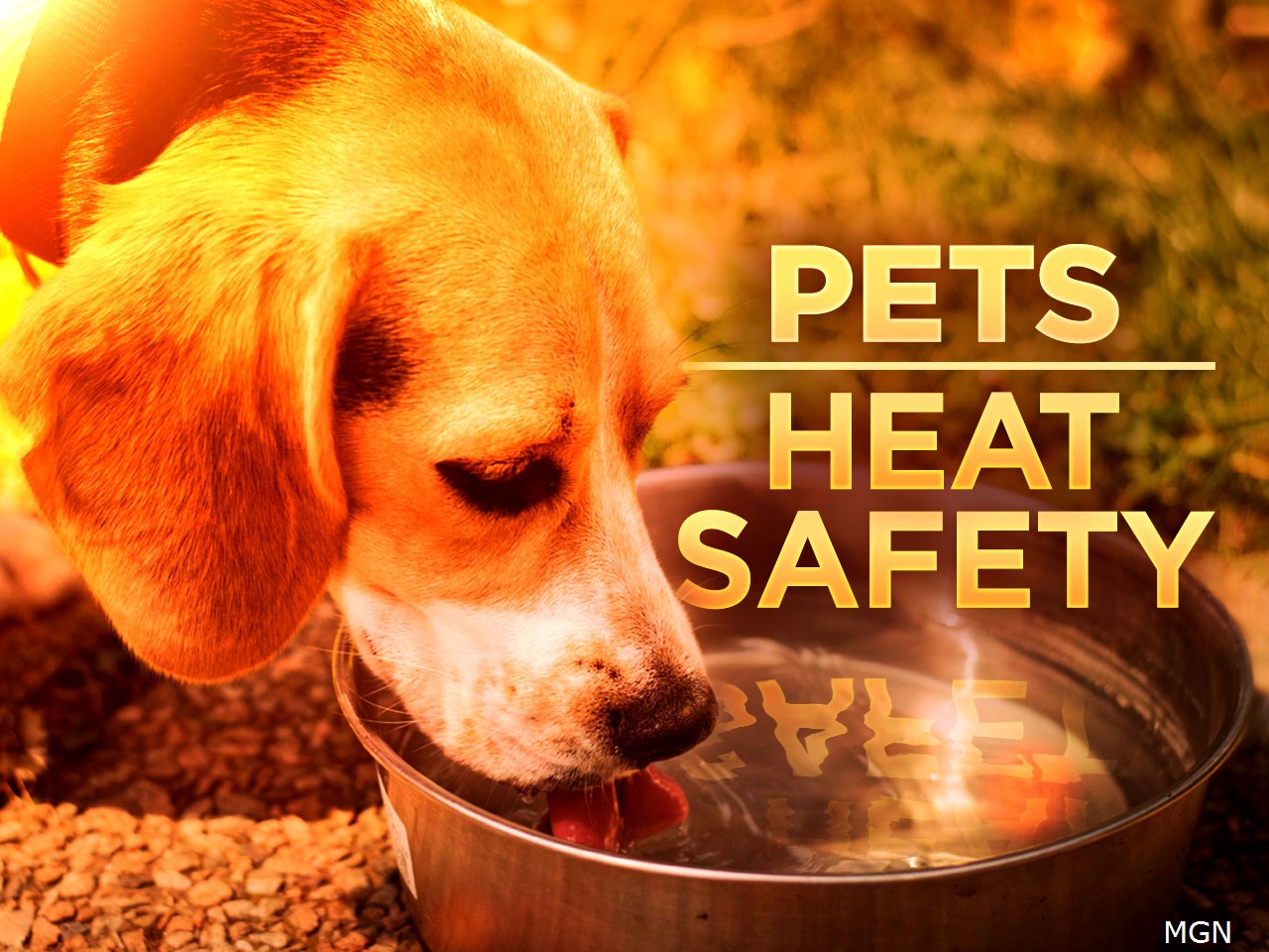 Keeping furry friends from overheating during the ‘dog days’ of summer – WFXRtv.com