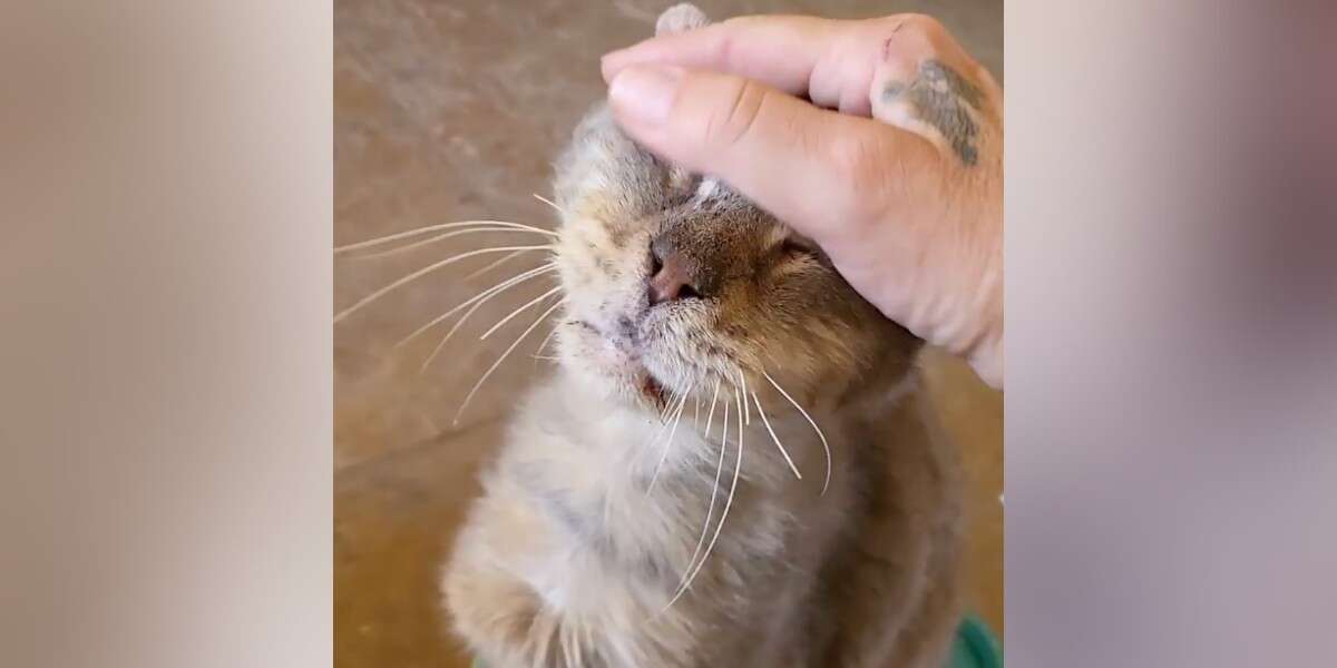 Senior Shelter Cat Nobody Wanted To Pet Finally Gets Best Head Scratches Ever – The Dodo