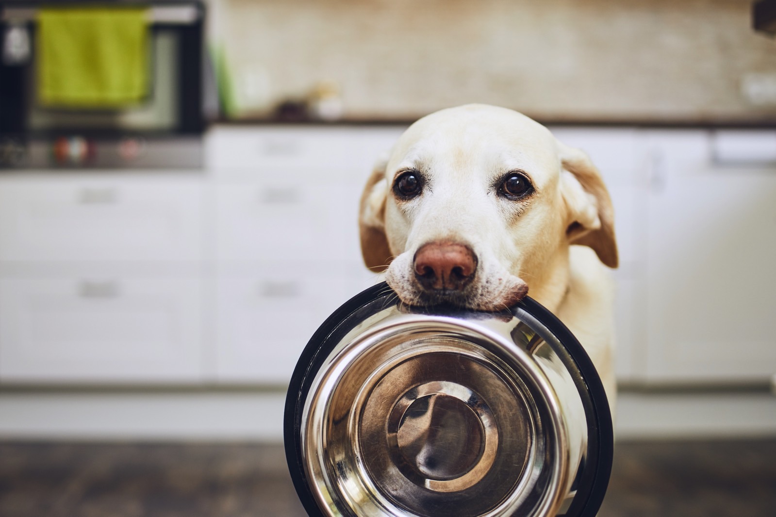 Dog food recall: Stop feeding this potentially contaminated food to your pet – BGR