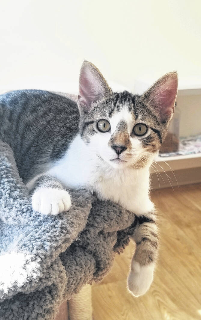 PET OF THE WEEK – Urbana Daily Citizen