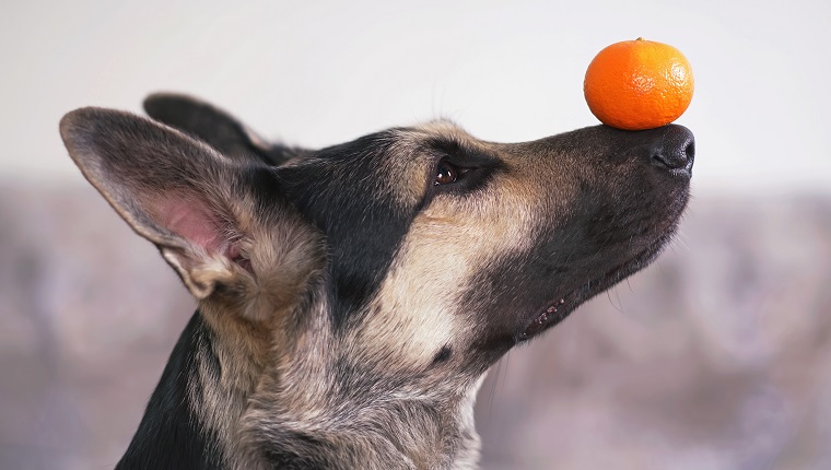 Can Dogs Eat Tangerines? Are Tangerines Safe For Dogs? – DogTime