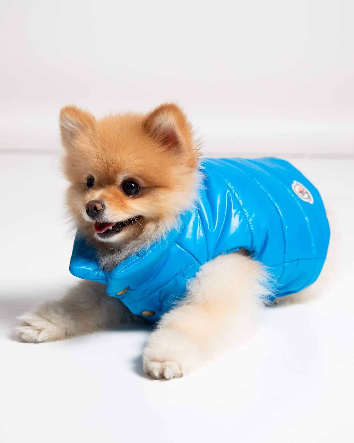 International Dog Day Is Here, And So Are These Designer Canine Collections – Forbes