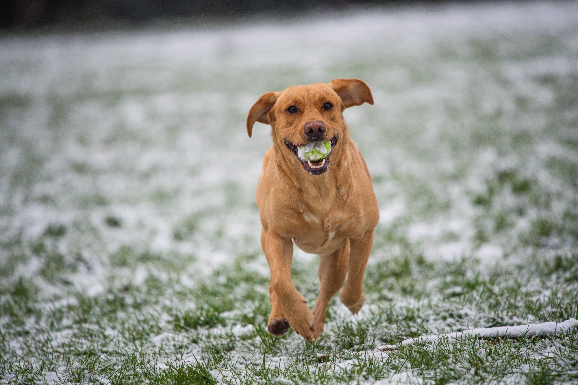 Exercise and Your Dog: Why It Is So Important – And the Proper Way to Do It – This Dog's Life