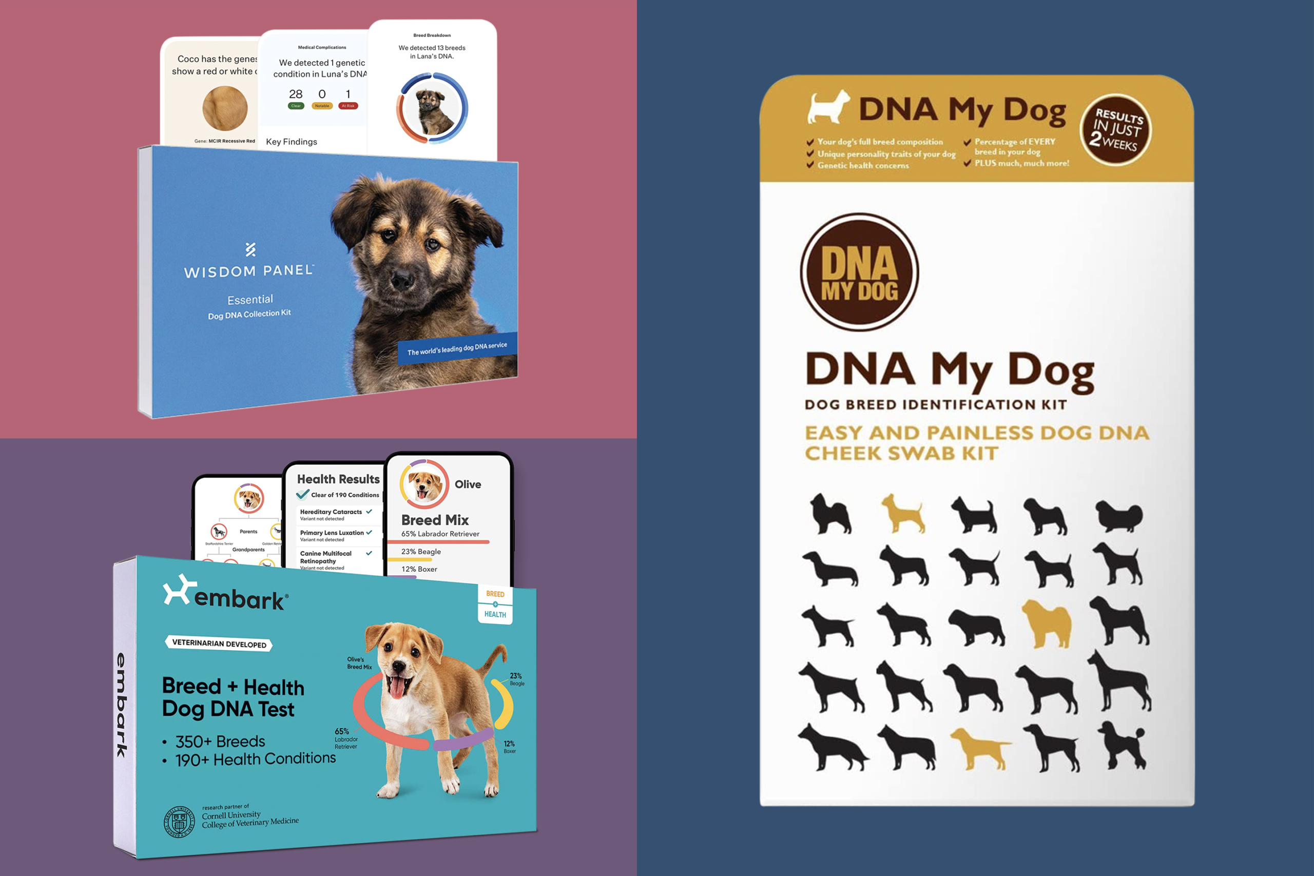 The Best Dog DNA Tests for Your Money – Money