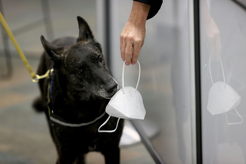 Dogs Can Sniff Out COVID-19 and Signs of Long COVID, Studies Suggest – TIME