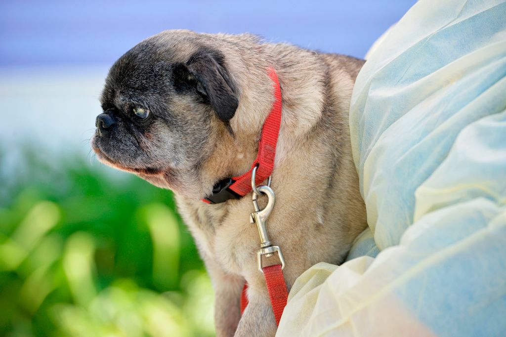 UK's Unhealthiest Dog Breeds Prone to Developing Diseases – Nature World News