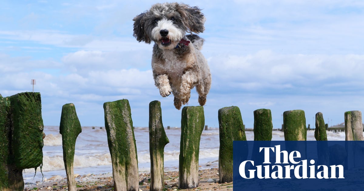 Pandemic pets: how do owners cope as costs bound ahead? – The Guardian