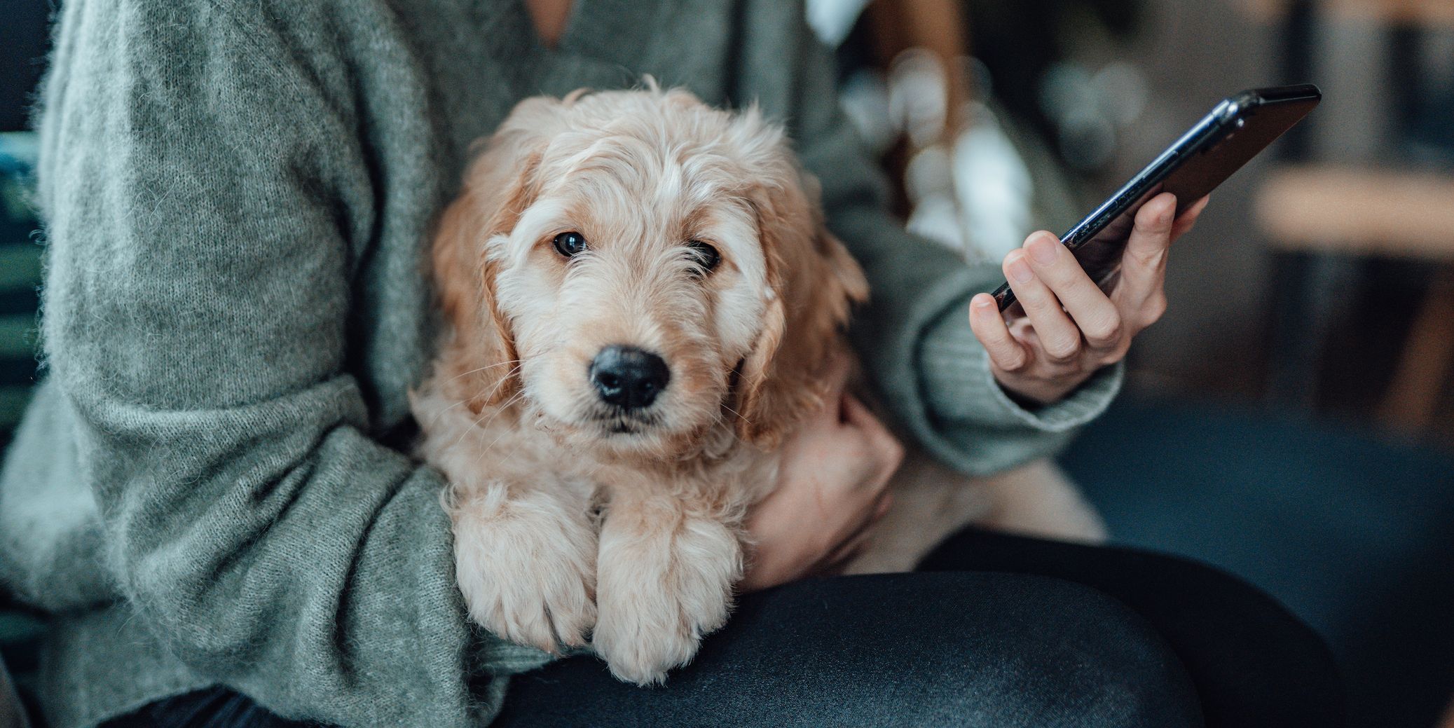 8 Pet Care Apps Every Dog Owner Needs In 2022 – Country Living