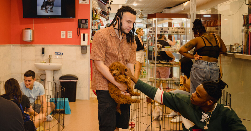 No More Pet Store Puppies? New York May Finally Ban Sales. – The New York Times