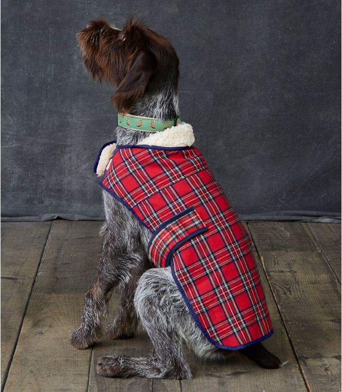 Haute dog fashion to keep your best friend warm, dry & stylish – Boston Herald