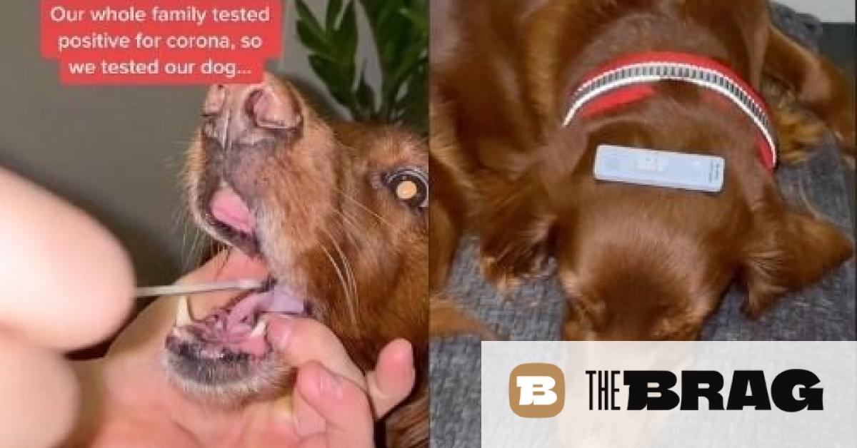 Aussie family use rapid COVID test on pet dog and get a shocking result – The Brag