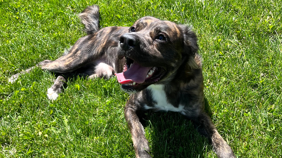 Pet of the Week is Spaniel blend, O'David – Idaho News