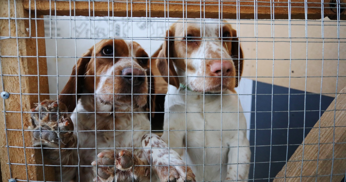 Abandoned pet animals join Ukraine’s war exodus – Al Jazeera English