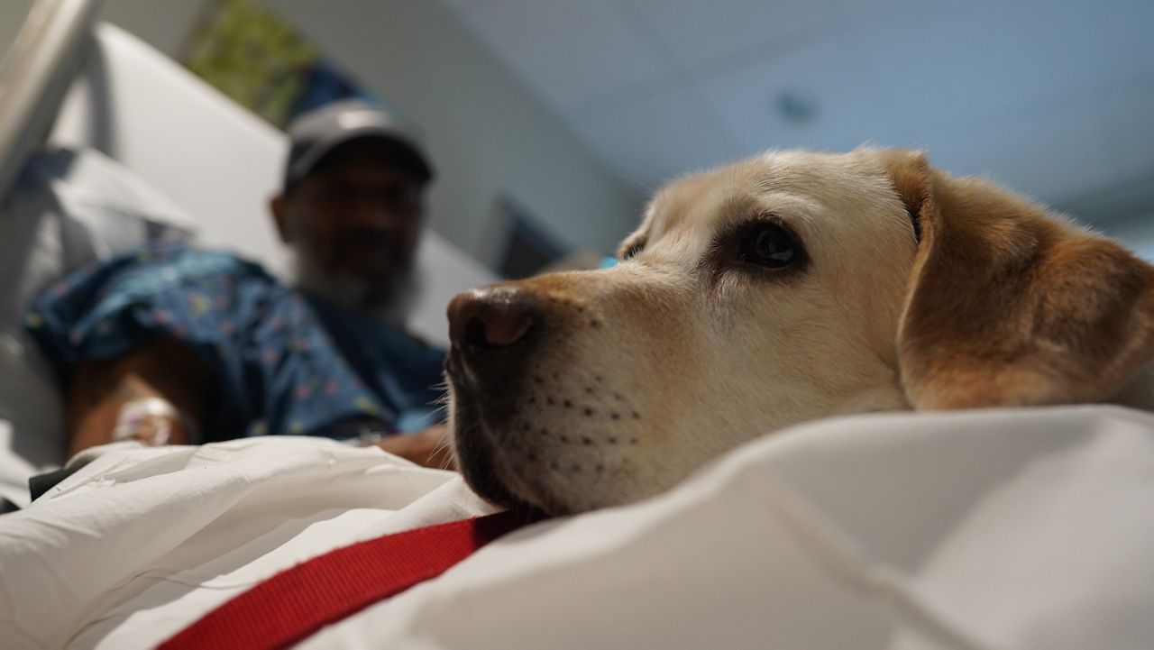 Norton Healthcare celebrating its staff of "facility dogs" – Spectrum News 1