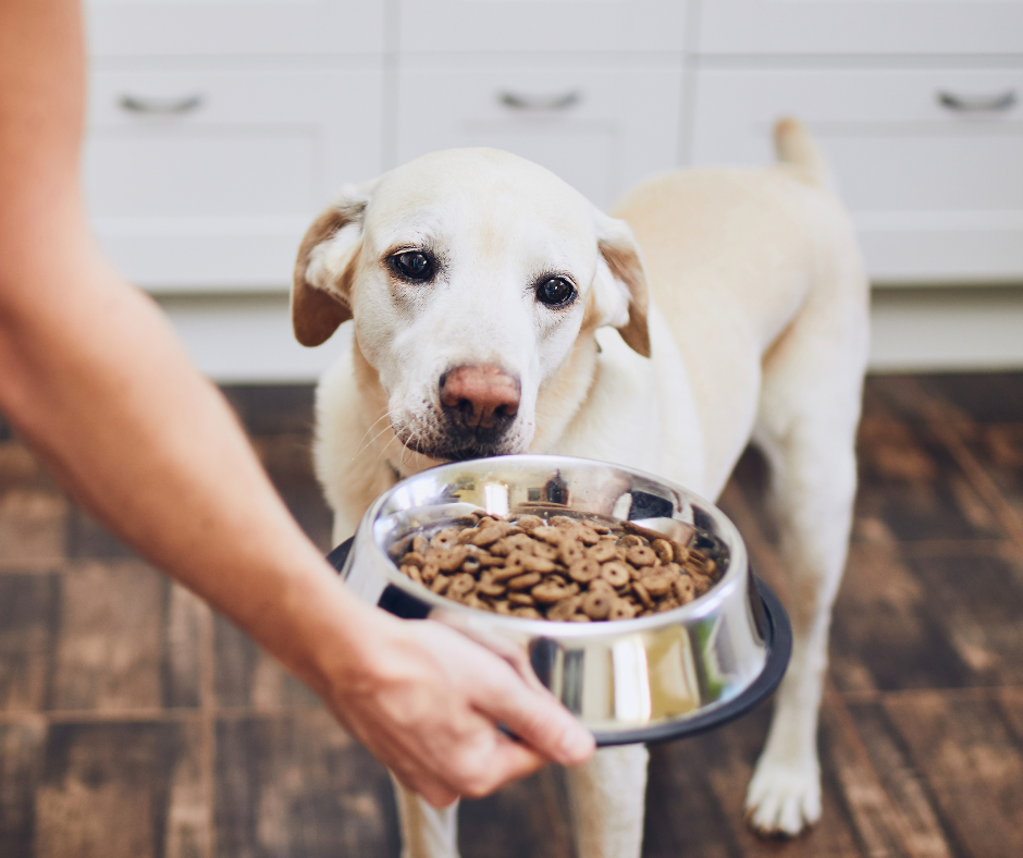 20 Best Foods for Dog with Diarrhea in 2022 – DISCOVER Magazine