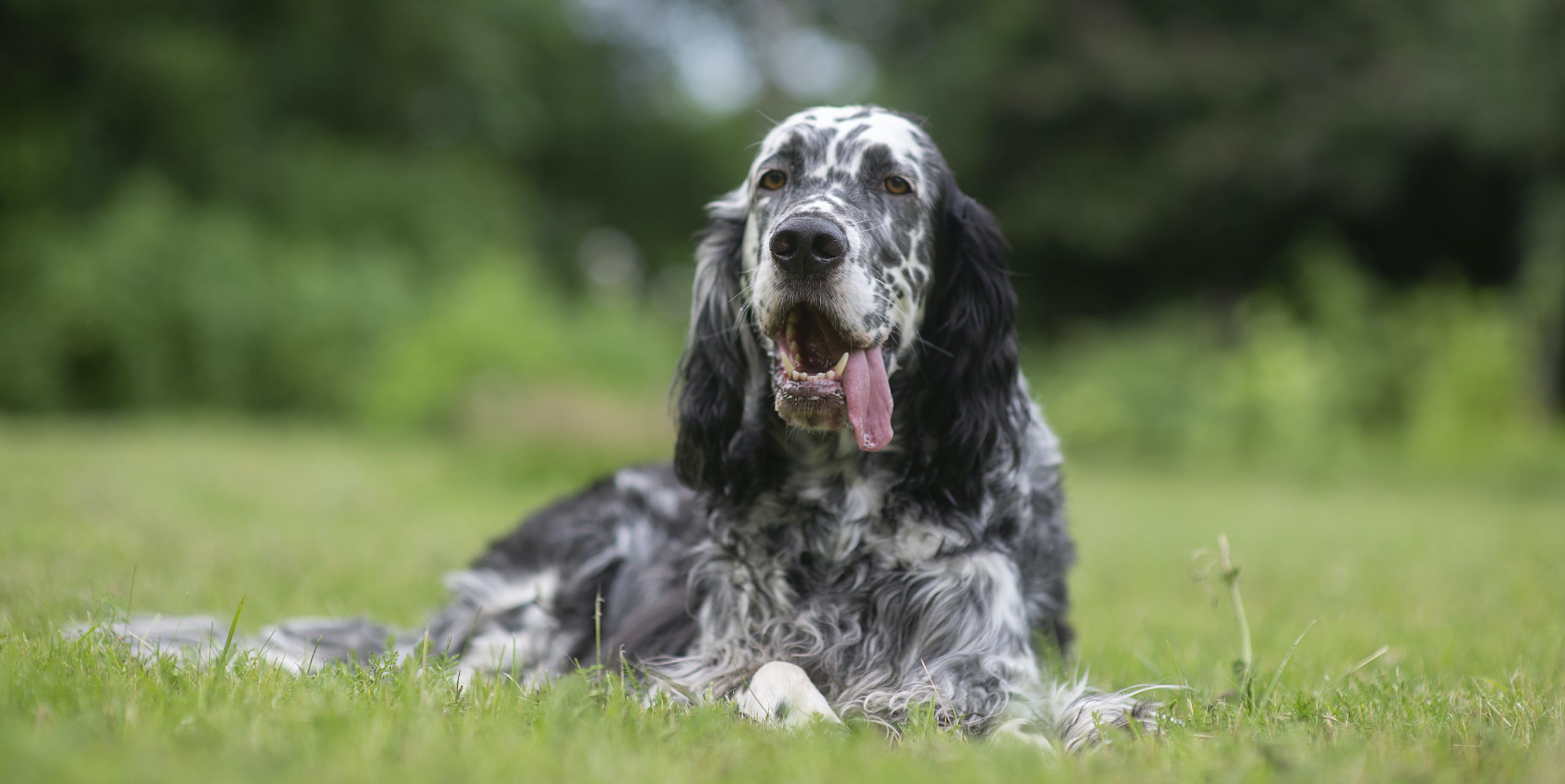 10 Most Common Dog Illnesses and Conditions – Country Living