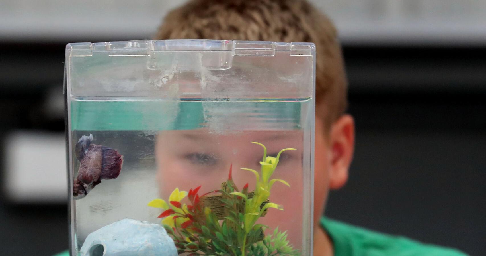 Cats and pet fish have their day at Hall County Fair – Grand Island Independent