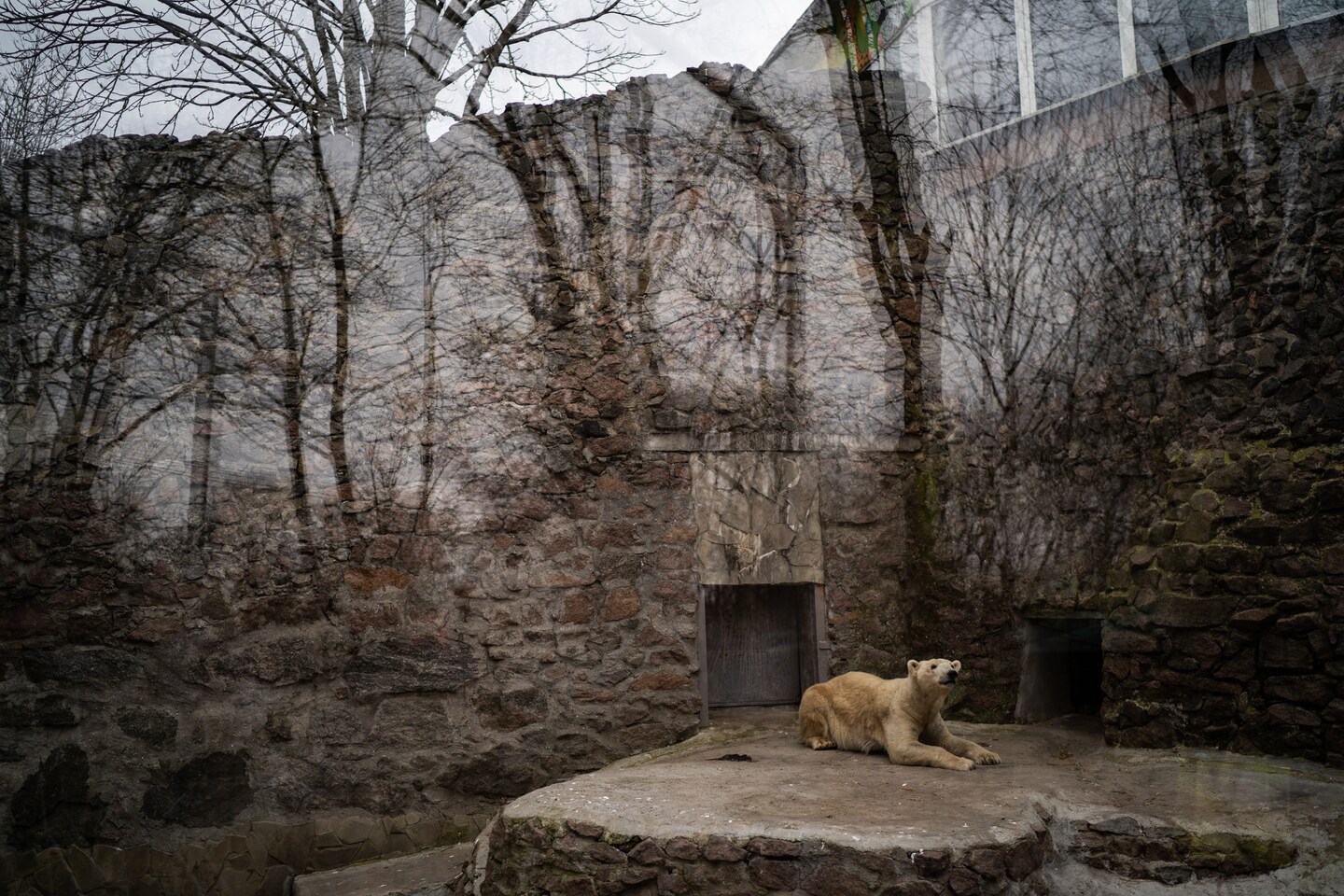 Perspective | Ukraine reminds us that animals suffer during wartime, too – The Washington Post