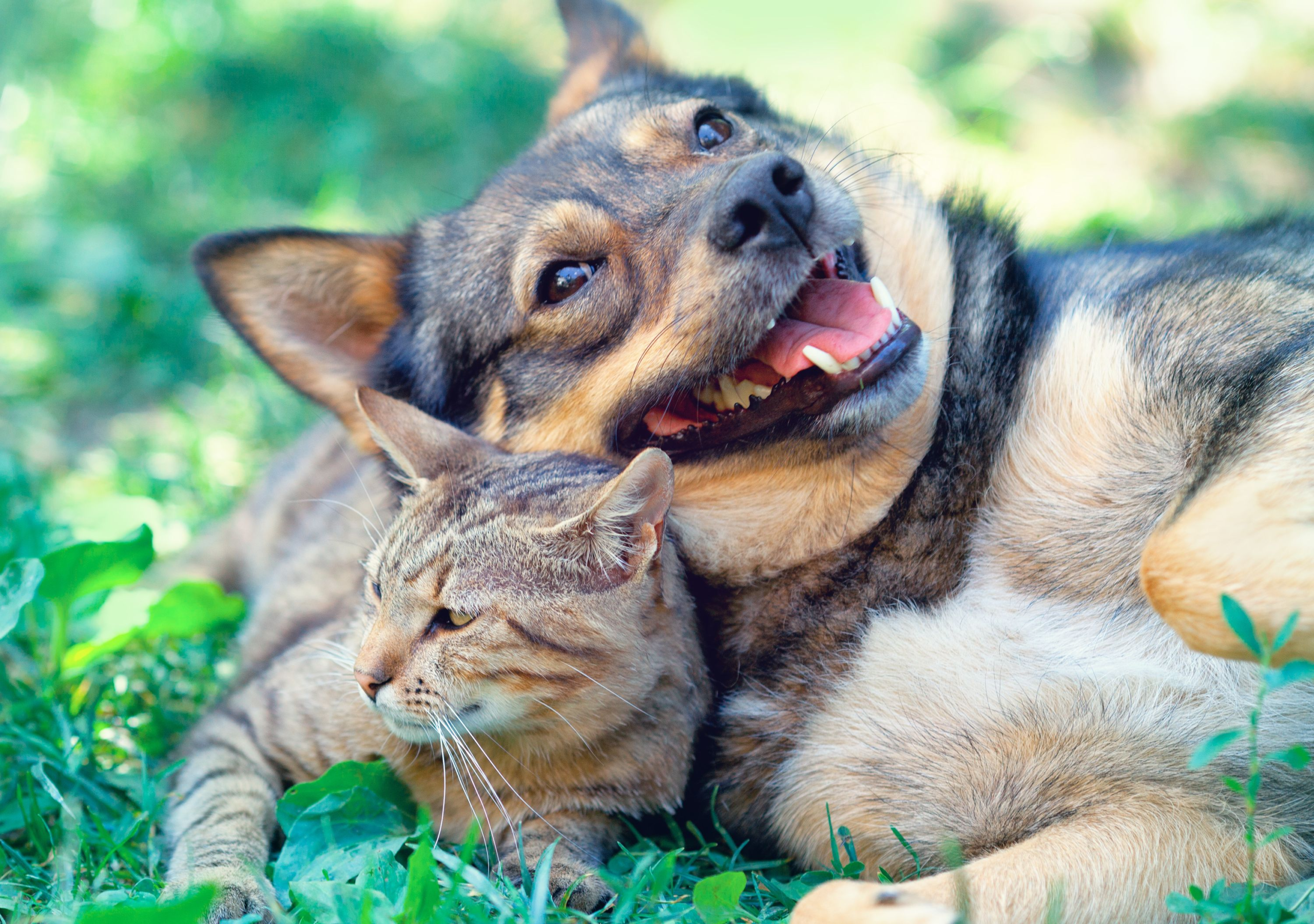 Pet insurance proves valuable to many clients – DVM 360