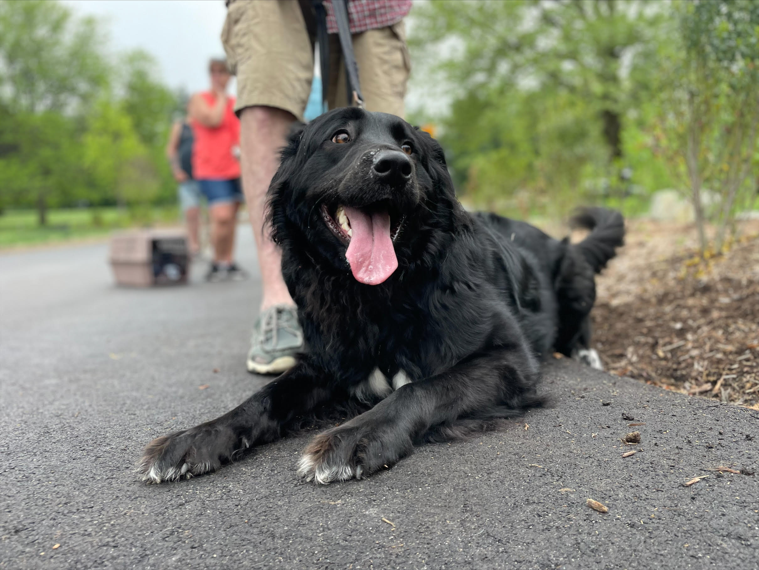 Expert Tips for Keeping Your Dog Safe in Extremely Hot Weather – NBC10 Boston