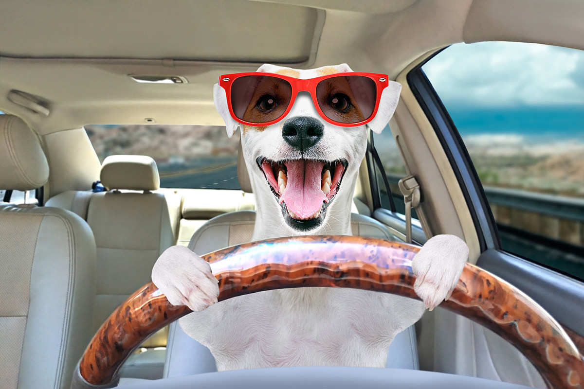 Is it Illegal to Drive With Your Dog in Your Lap in Arkansas? – kkyr.com