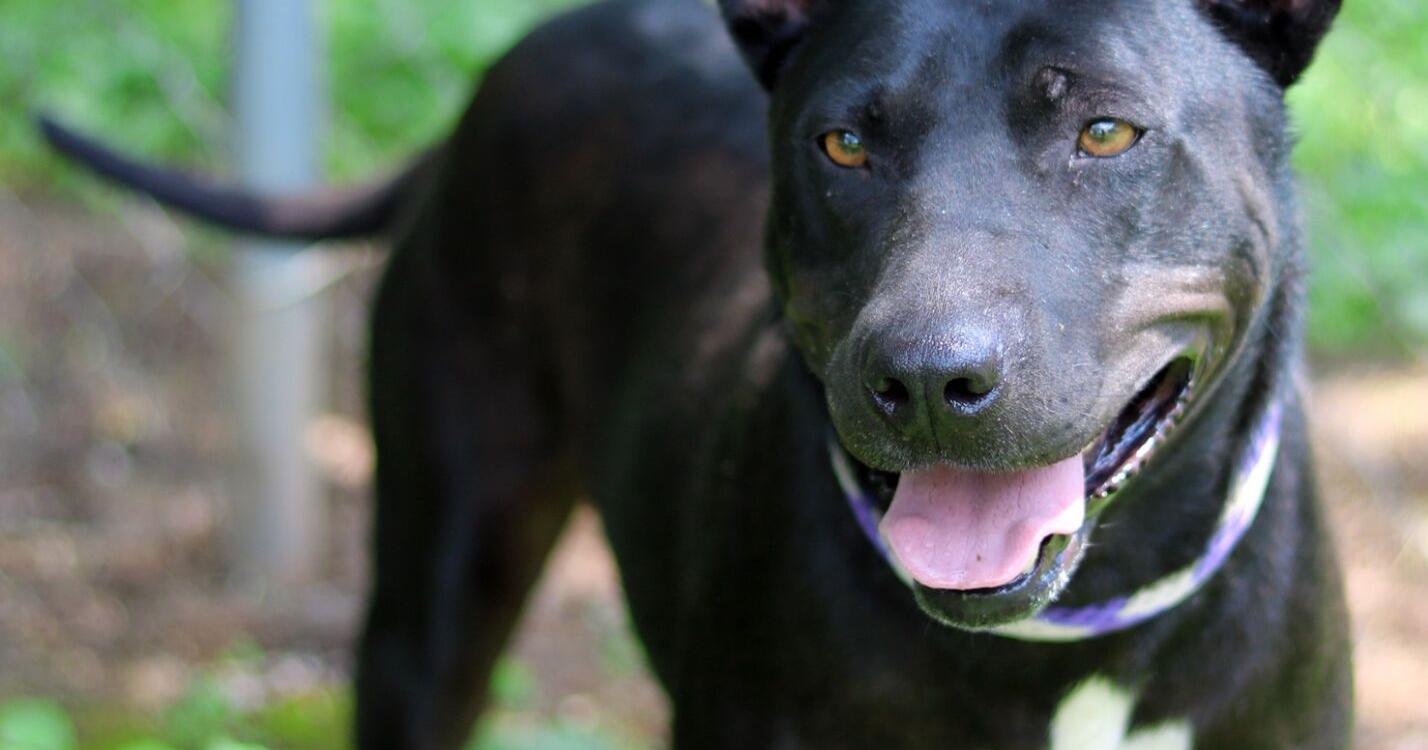 Standard Journal Pets of the Week for the Wednesday, July 27, 2022 edition – Northwest Georgia News