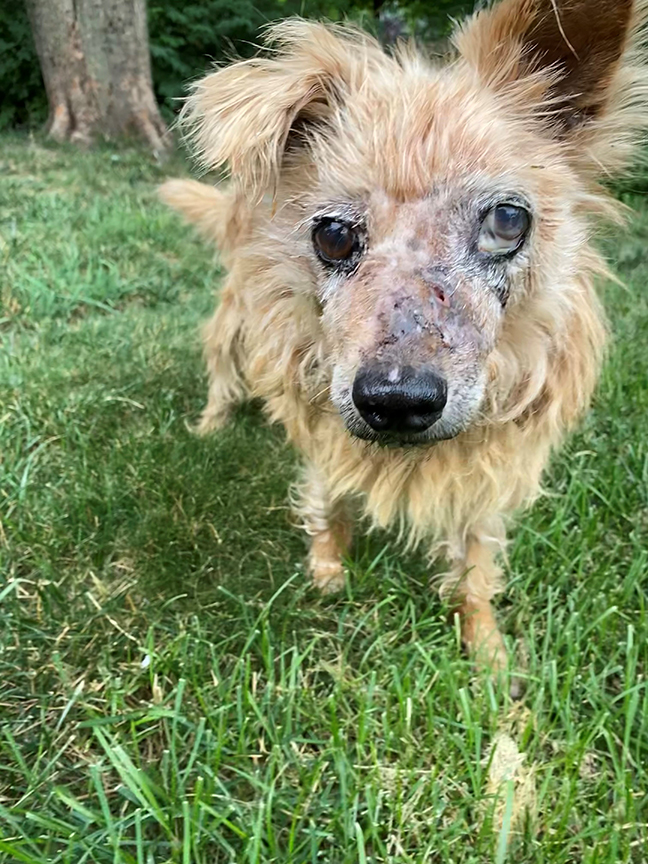 Inviting heartbreak: Group aids pets in their final days – Alton Telegraph