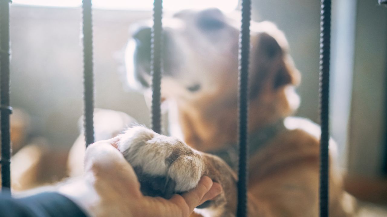 Pet shelters see adoption slowdown after pandemic demand, here's why – Fox News