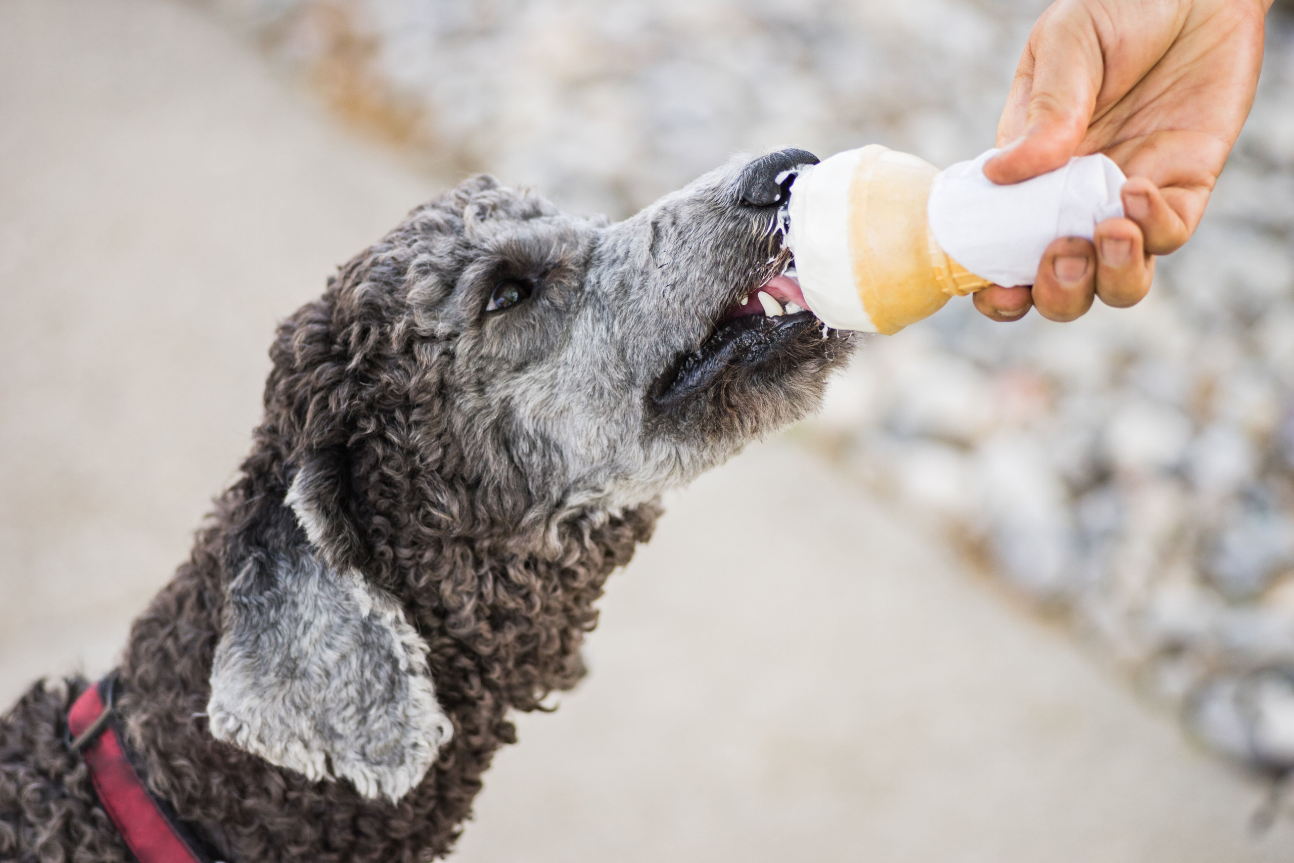 The Best Ice Cream For Dogs: 8 Expert-Backed Brands To Cool Off Your Pup – HuffPost