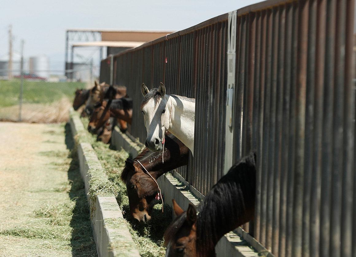 Documents show BLM wild horses sold to slaughter, advocates say – E&E News