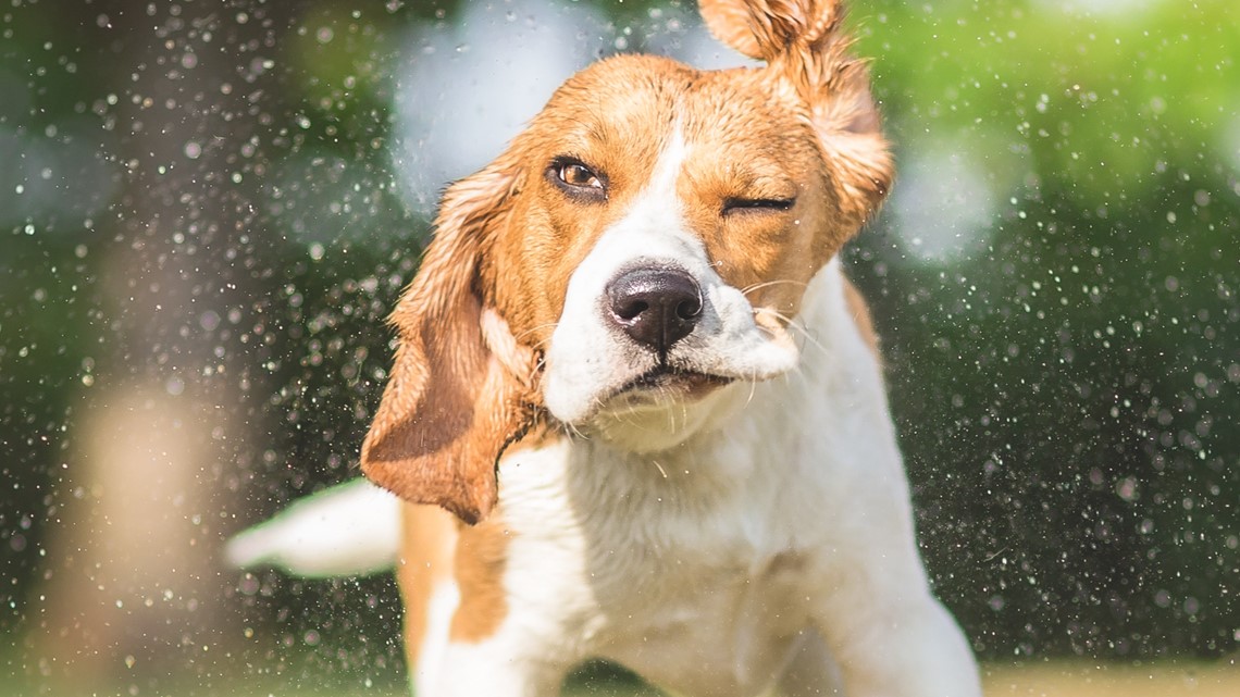 4 Fast Facts about dogs in hot weather – WUSA9.com