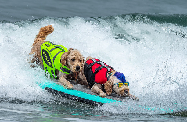 World Dog Surfing Championships 2022 – SF Weekly