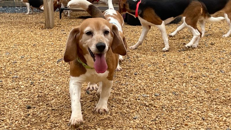 Opinion: 4,000 beagles just got a gift from the Justice Department – CNN