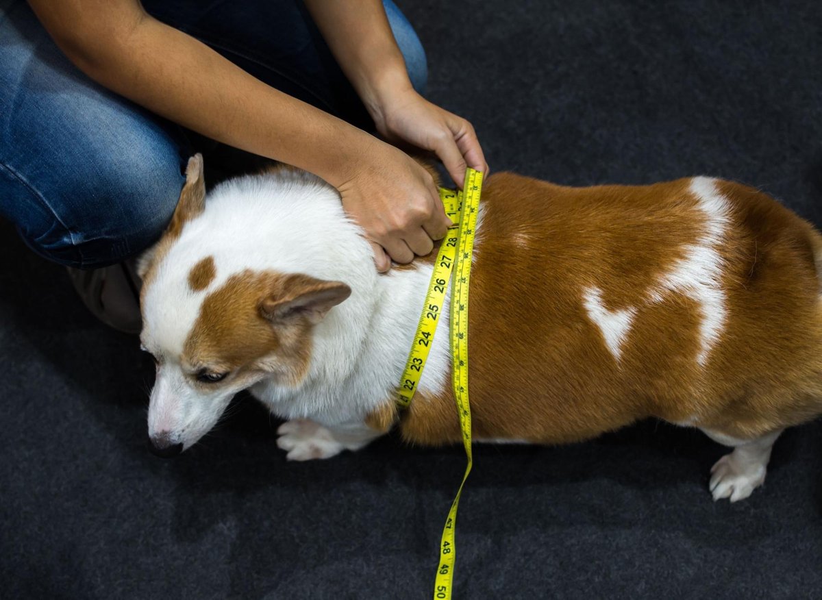 Fat Dogs: Here are the 10 breeds of adorable dog that are most likely to become obese – including the greedy Labrador Retriever 🐶 – The Scotsman