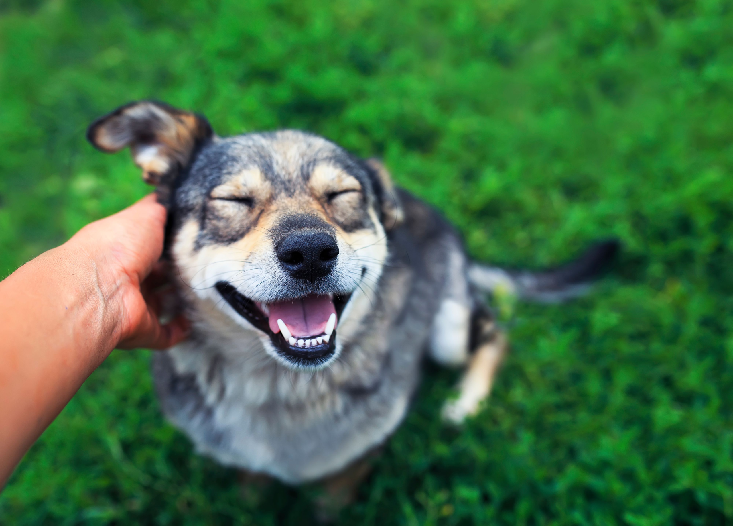 Physicians Mutual now offers pet health insurance – DVM 360