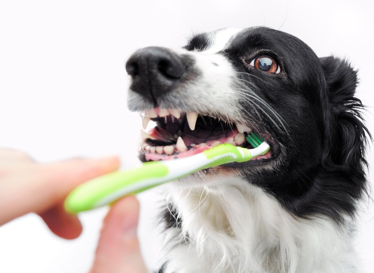 Dental Dogs: These are 11 expert tips to keep your adorable dog's teeth and gums in great condition and avoid toothache 🐕 – The Scotsman