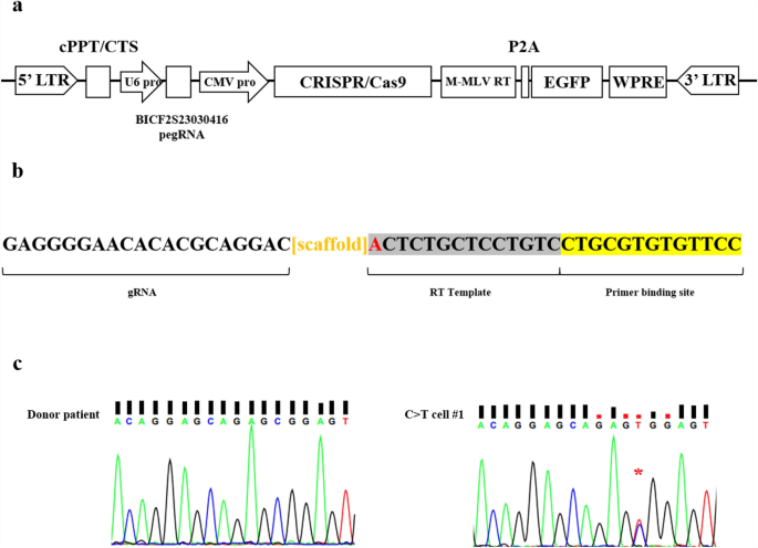 Prime editor-mediated correction of a pathogenic mutation in purebred dogs | Scientific Reports – Nature.com