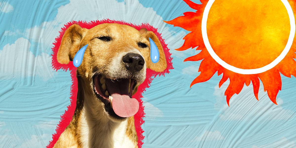 It’s Too Hot For Your Dog To Be Outside A Lot Right Now – The Dodo