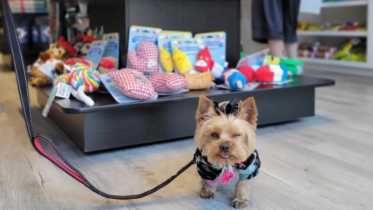 Unique pet-friendly cafe opens at the Jersey Shore – NJ.com