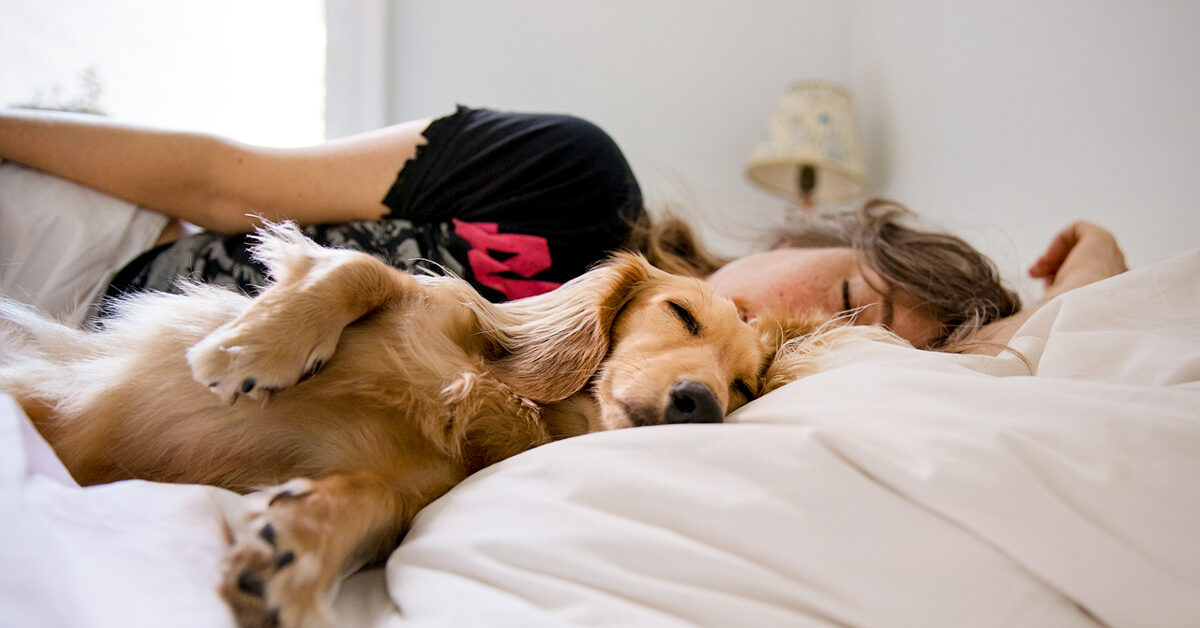 Sleeping with Dogs: Benefits for Your Health, Risks, and Precautions – Greatist