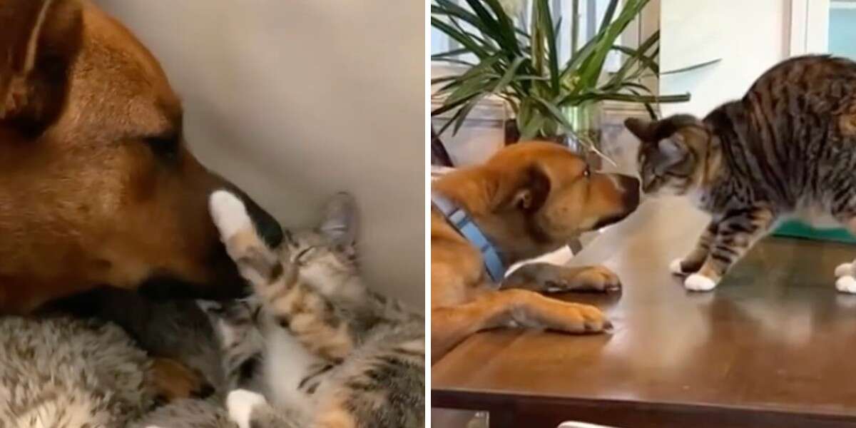 Dog And Cat See Each Other After A Year Apart — And Have The Sweetest Reunion – The Dodo