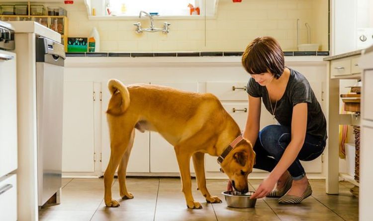 UK dog owners could face jail or £20k fine if they make their dog eat vegetarian diet – Express