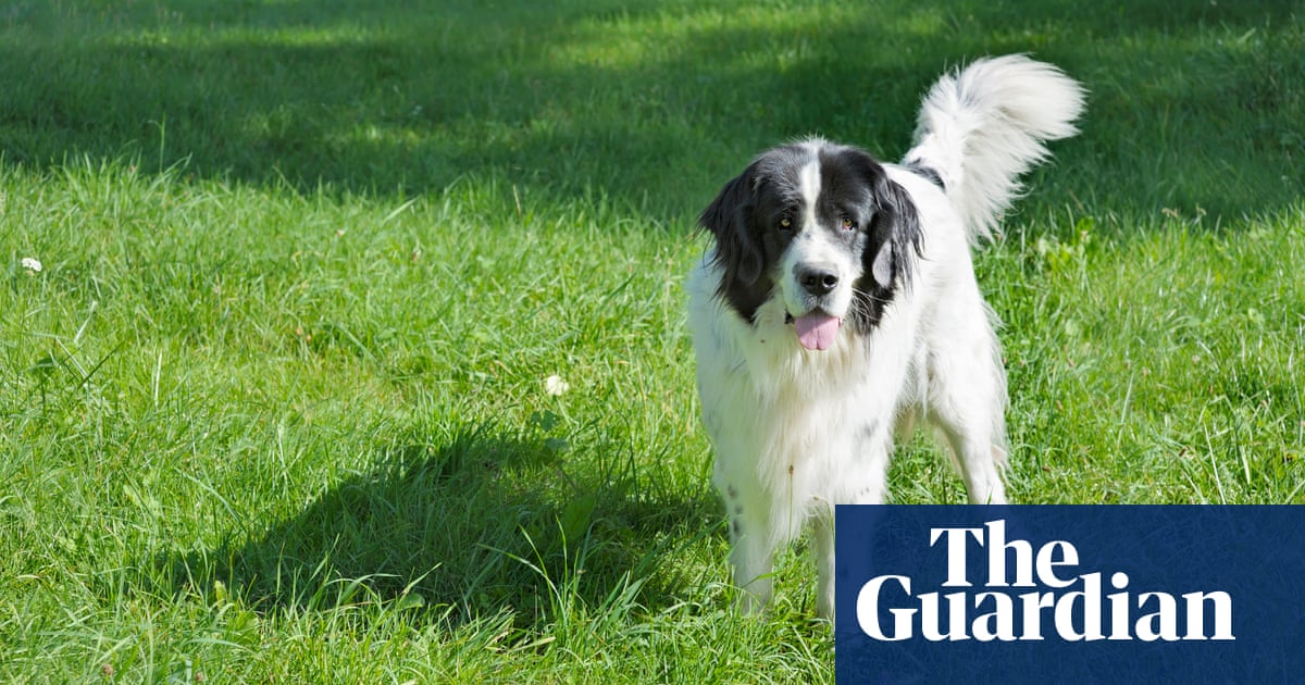 Clever canines: can dogs really tell when you’re being unkind? – The Guardian