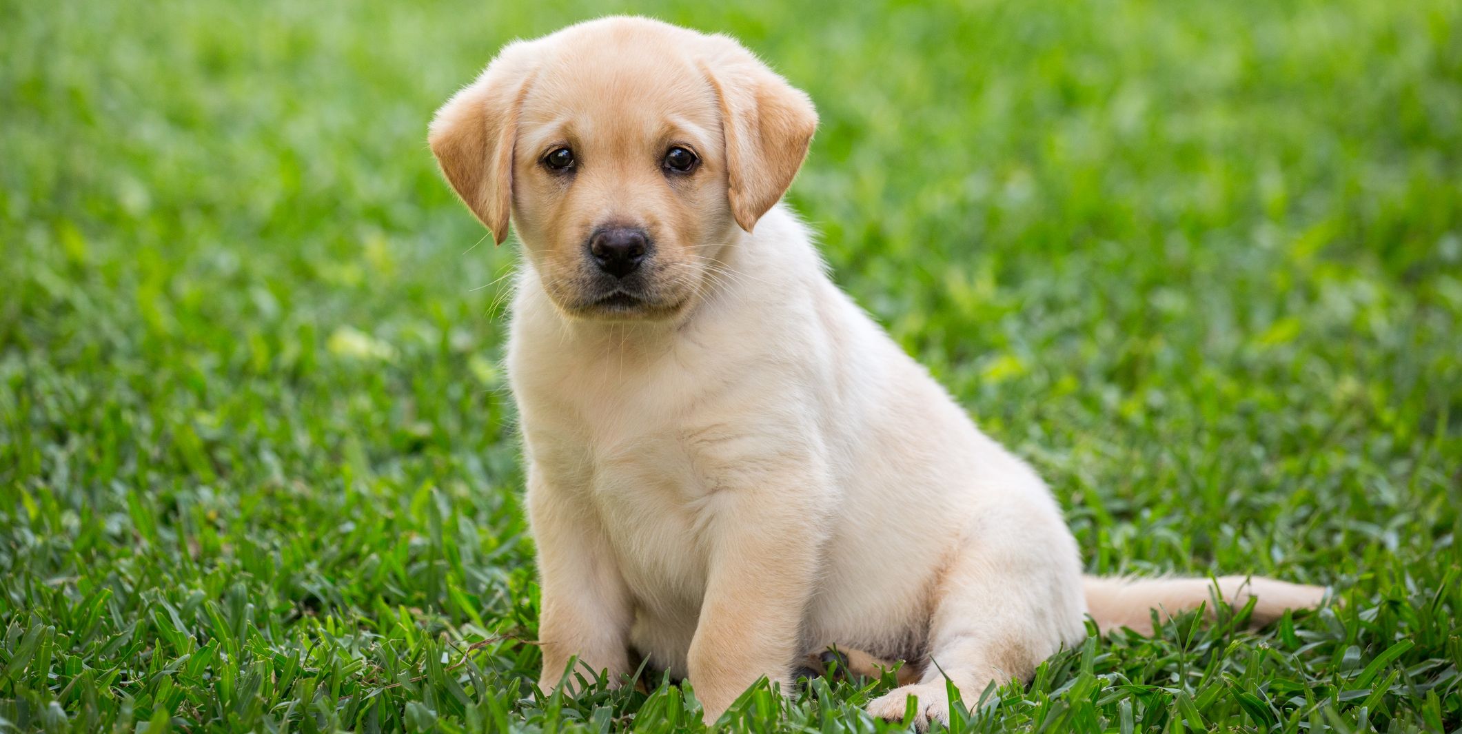 12 Health Problems Labrador Retrievers Are Prone To – Country Living