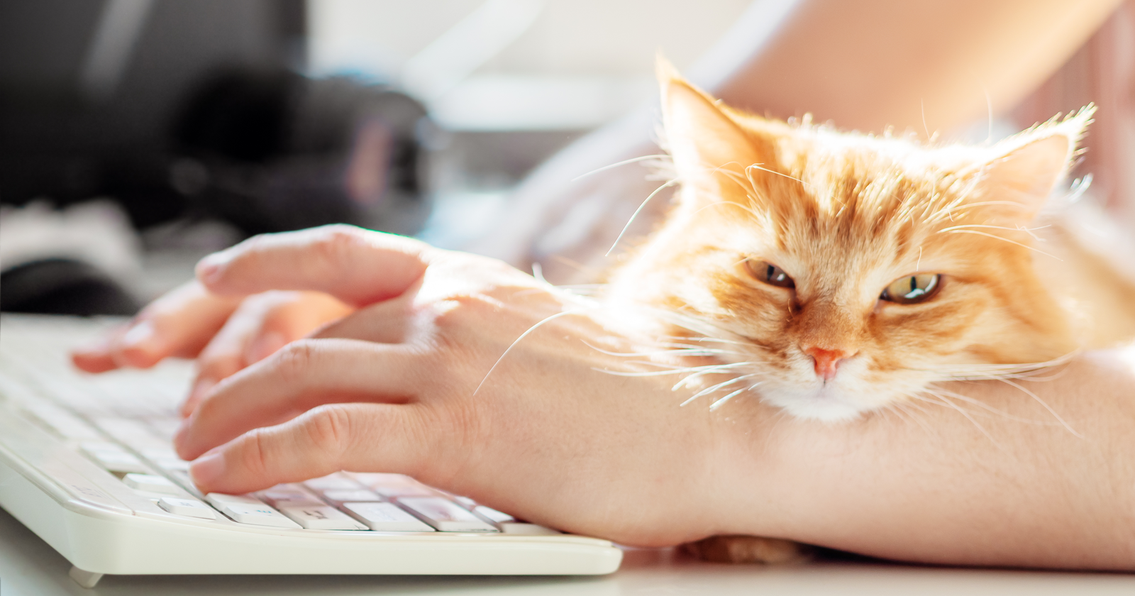 National Pet Day: How Our Fur-Babies Are Changing The Way We Work – Search Engine Journal