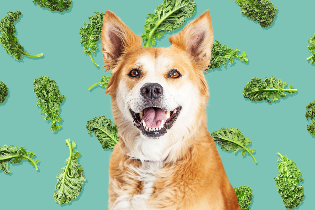 Can Dogs Eat Kale? A Veterinary Nutritionist Weighs In – Yahoo Life