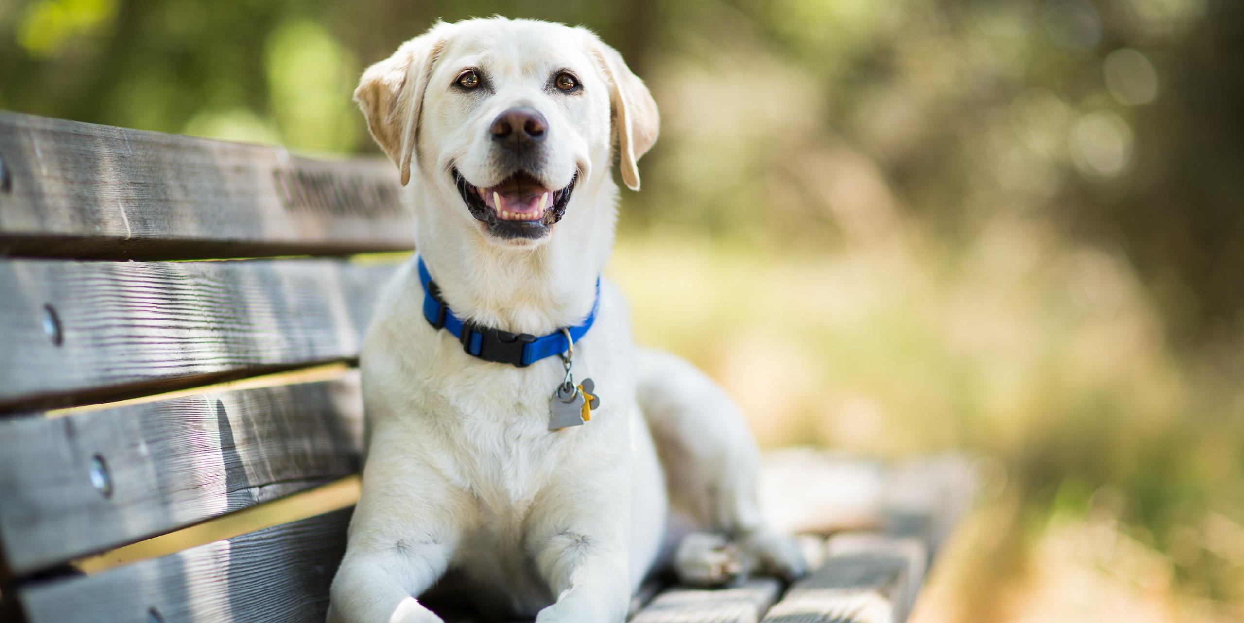 The Best Dog DNA Tests — Dog DNA Tests To Buy – Woman's Day